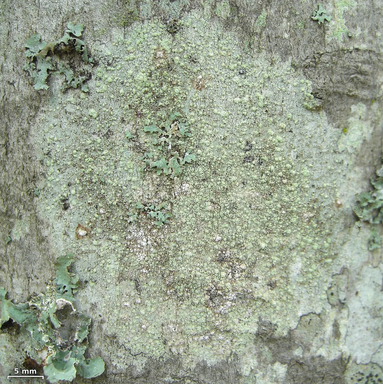 Vainionora warmingii (Vainionora warmingii) — photo mycologique
