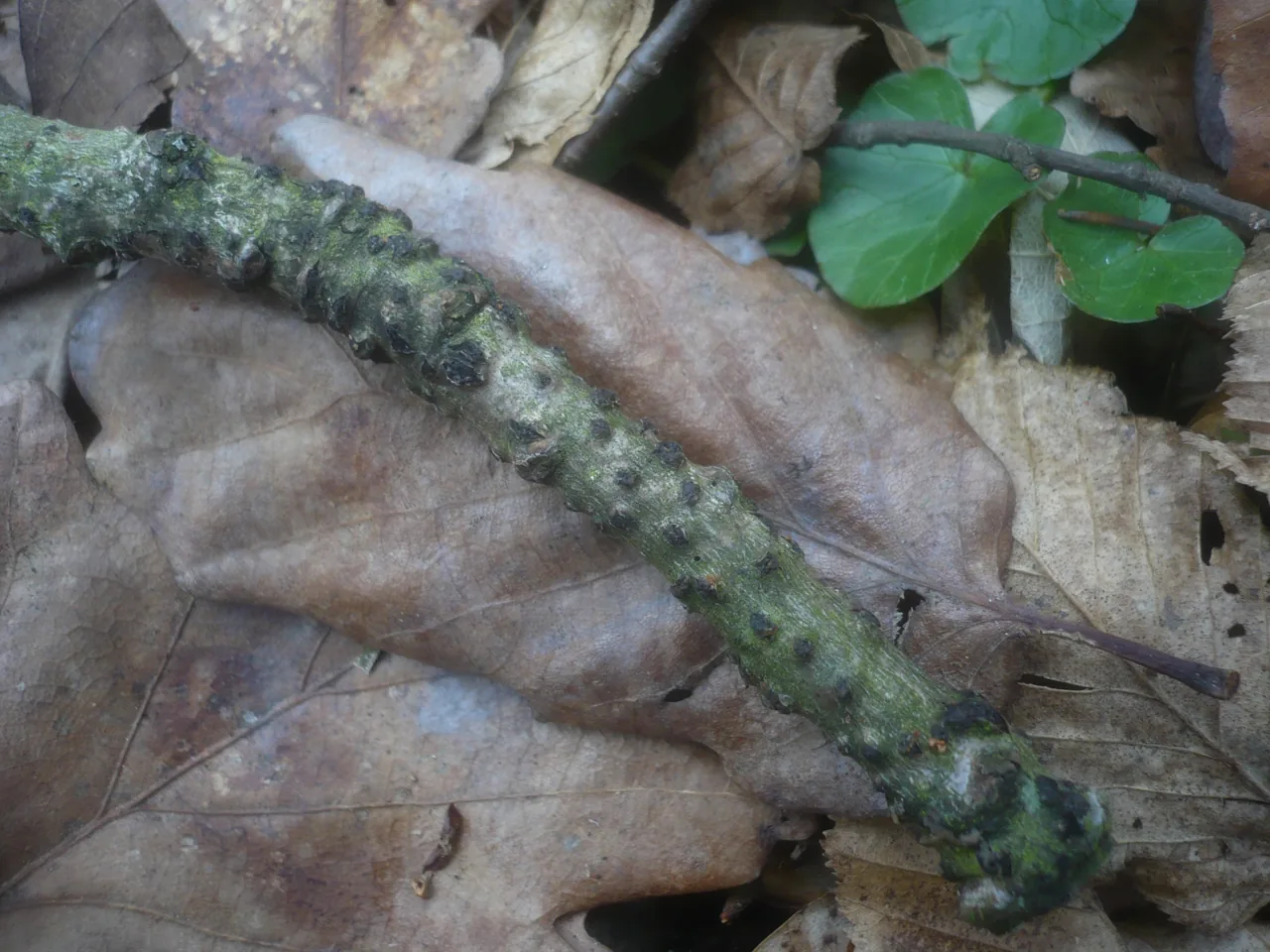 Valsa cincta (Valsa cincta) — photo mycologique