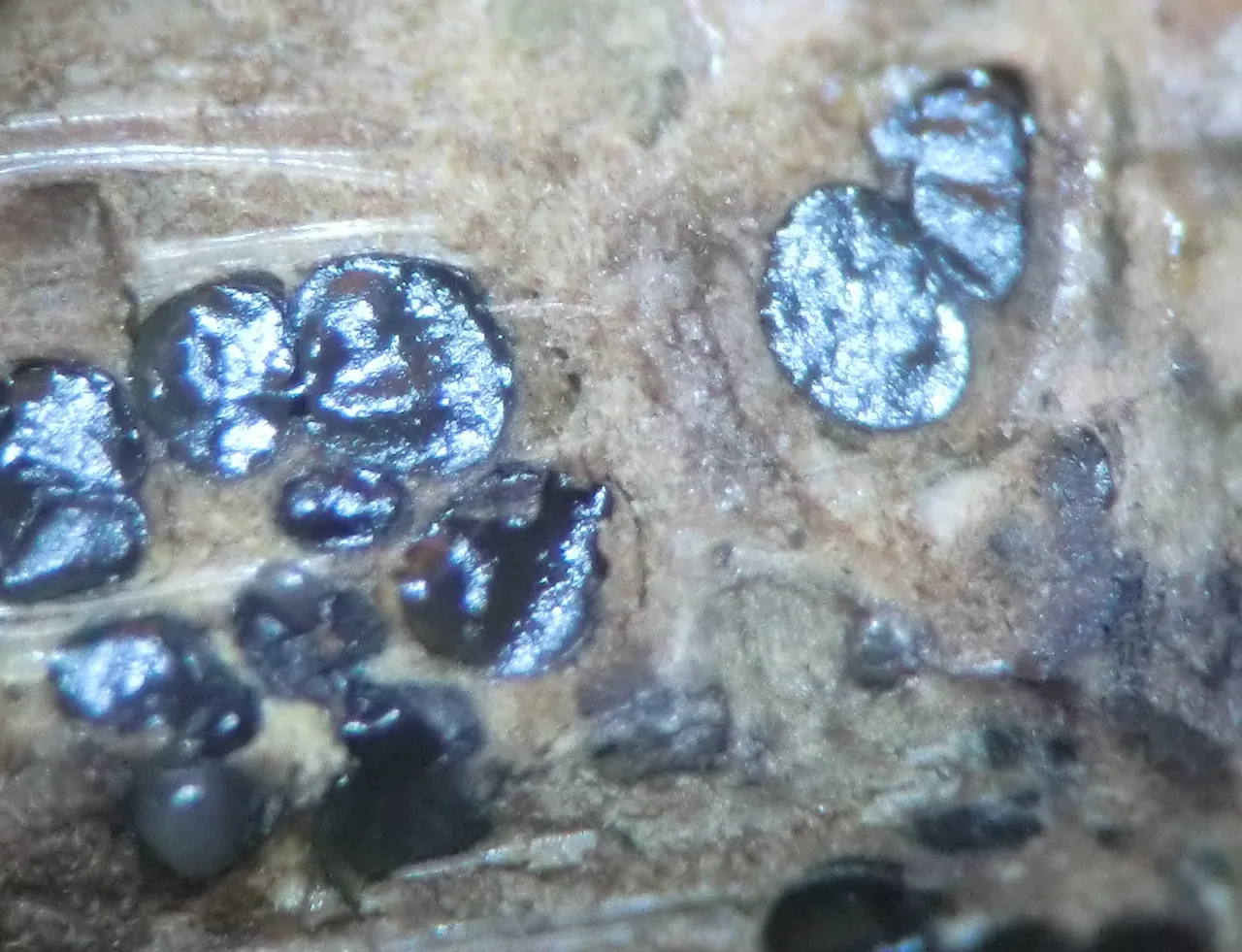 Valsa confluens (Valsa confluens) — photo mycologique