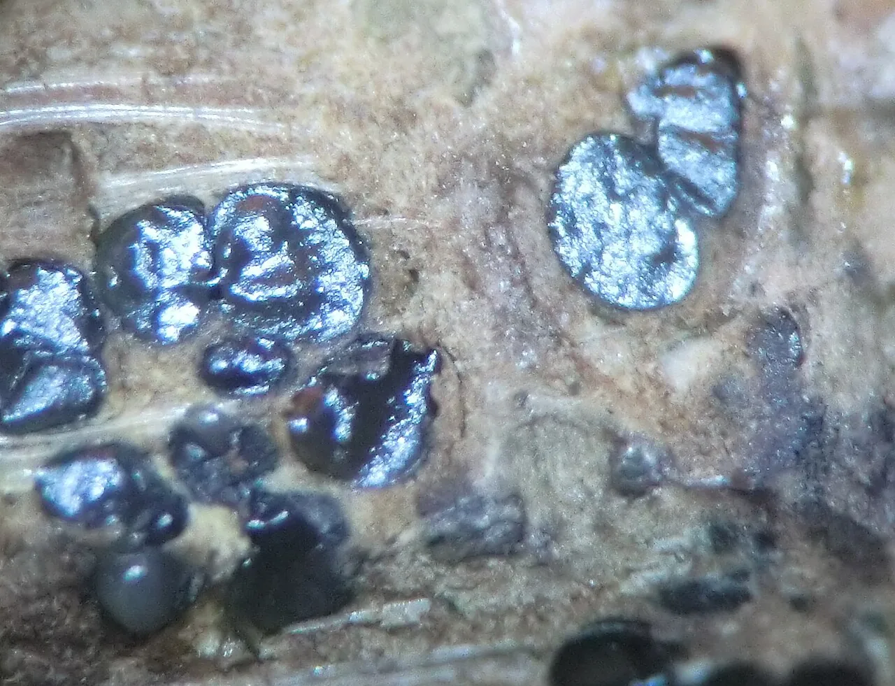 Valsa saccharina (Valsa saccharina) — photo mycologique