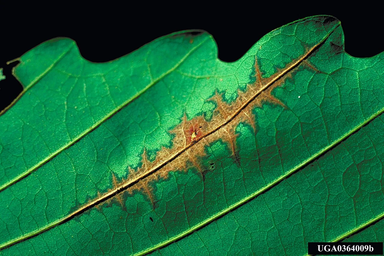 Valsella laschii (Valsella laschii) — photo mycologique
