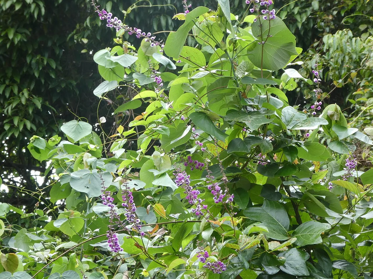 Vandasia rosea (Vandasia rosea) — photo mycologique
