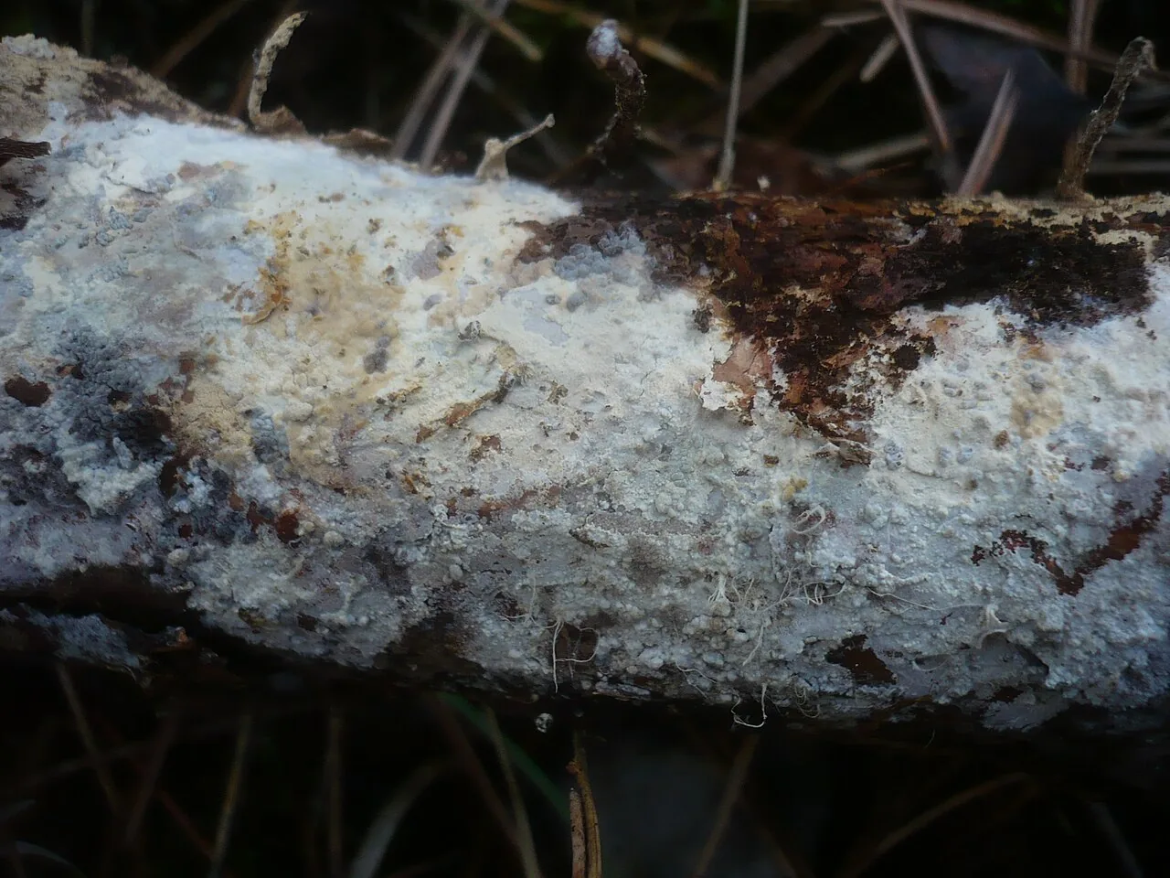 Vararia racemosa (Vararia racemosa) — photo mycologique
