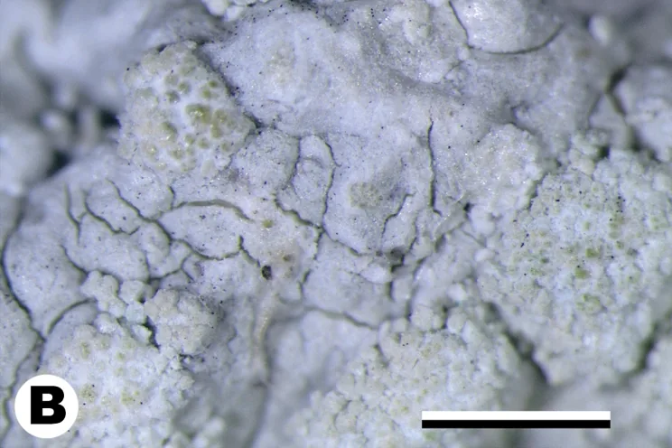 Varicellaria hemisphaerica (Varicellaria hemisphaerica) — photo mycologique