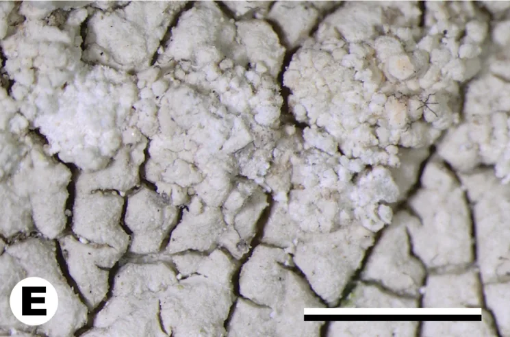 Varicellaria lactea (Varicellaria lactea) — photo mycologique