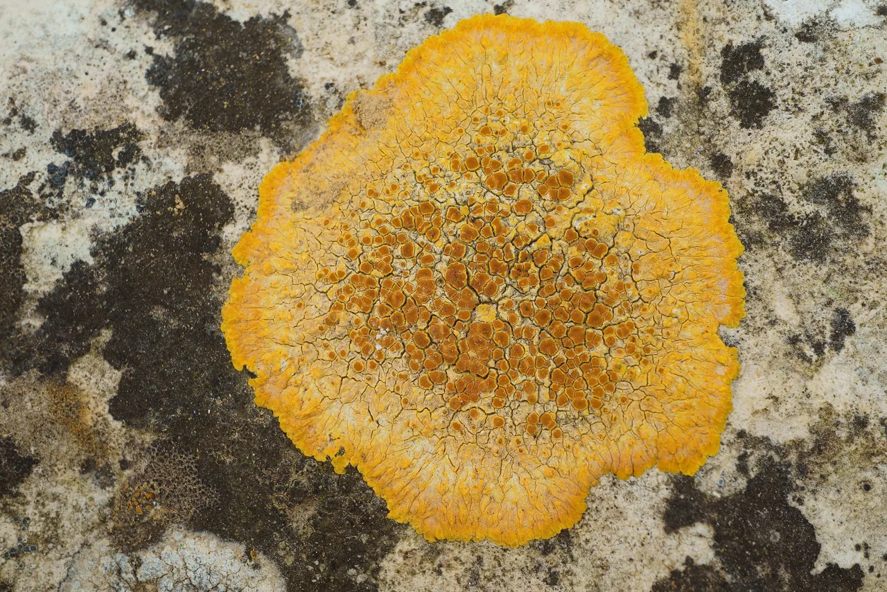 Variospora aurantia (Variospora aurantia) — photo mycologique