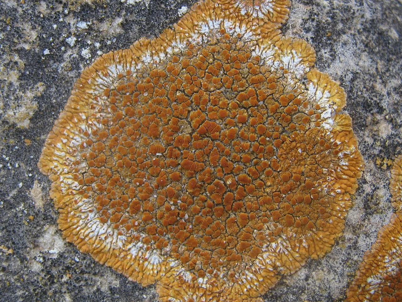 Variospora flavescens (Variospora flavescens) — photo mycologique