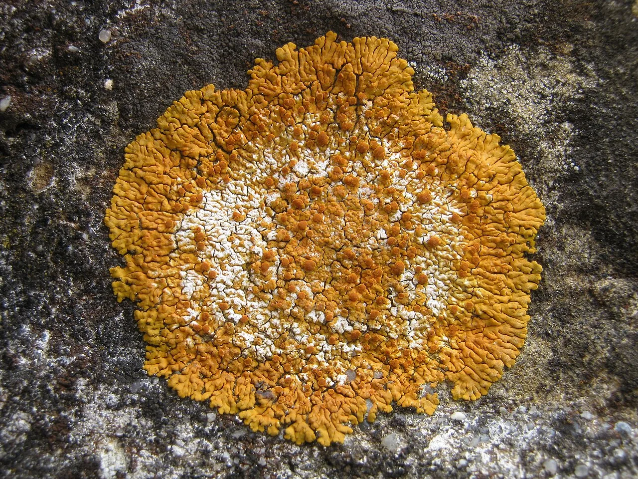 Variospora glomerata (Variospora glomerata) — photo mycologique