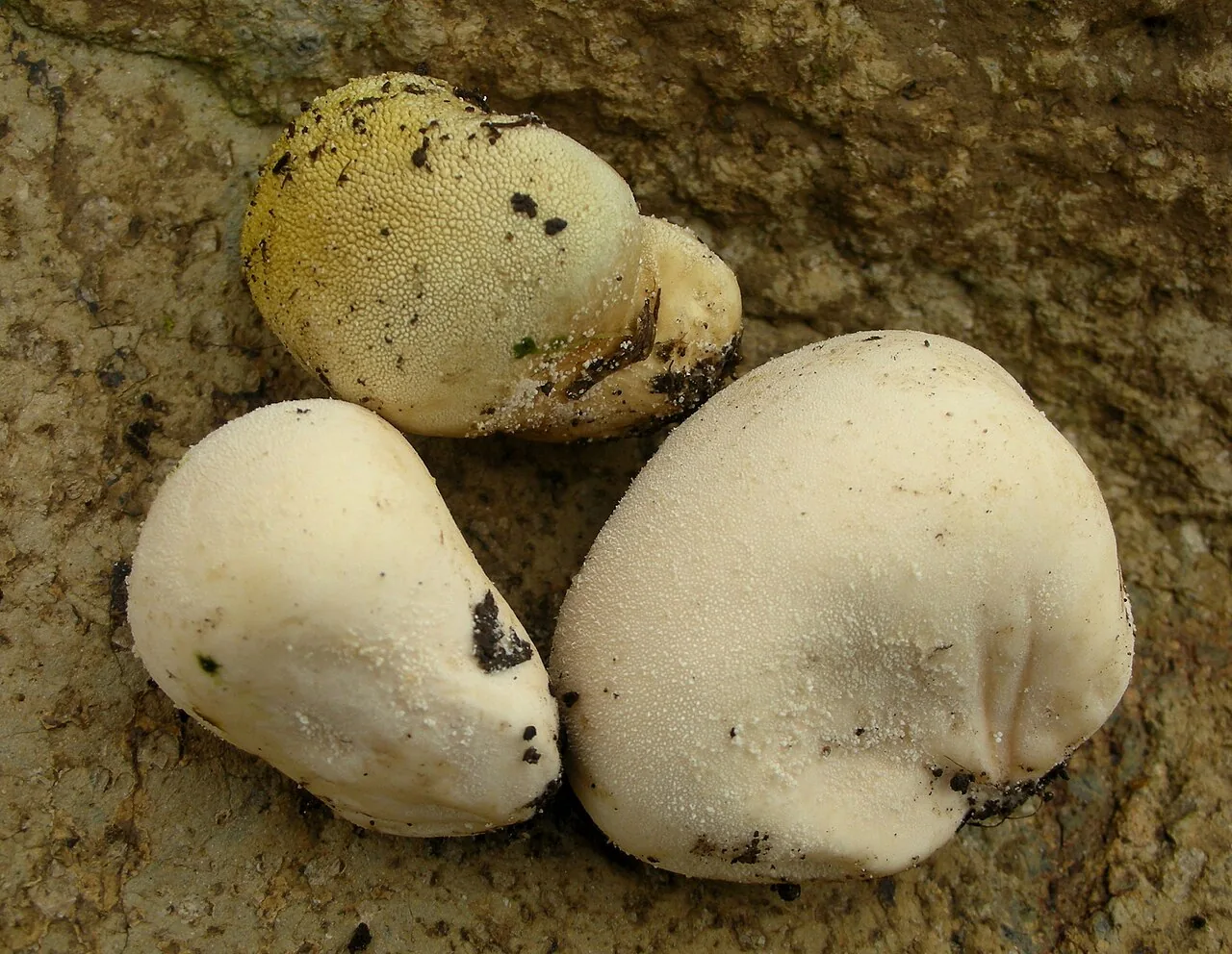Vascellum cingulatum (Vascellum cingulatum) — photo mycologique