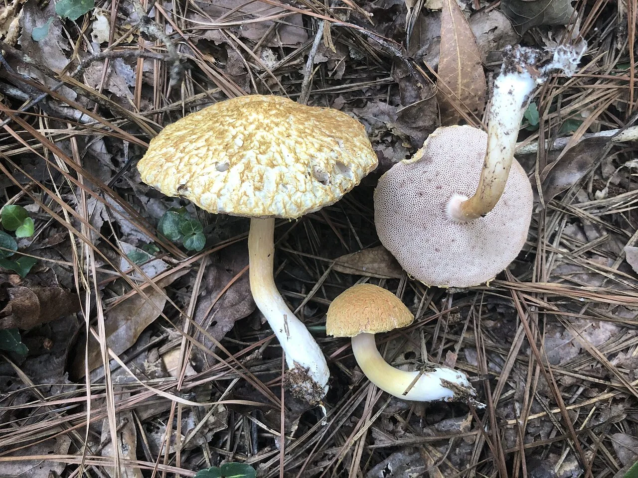 Veloporphyrellus conicus (Veloporphyrellus conicus) — photo mycologique