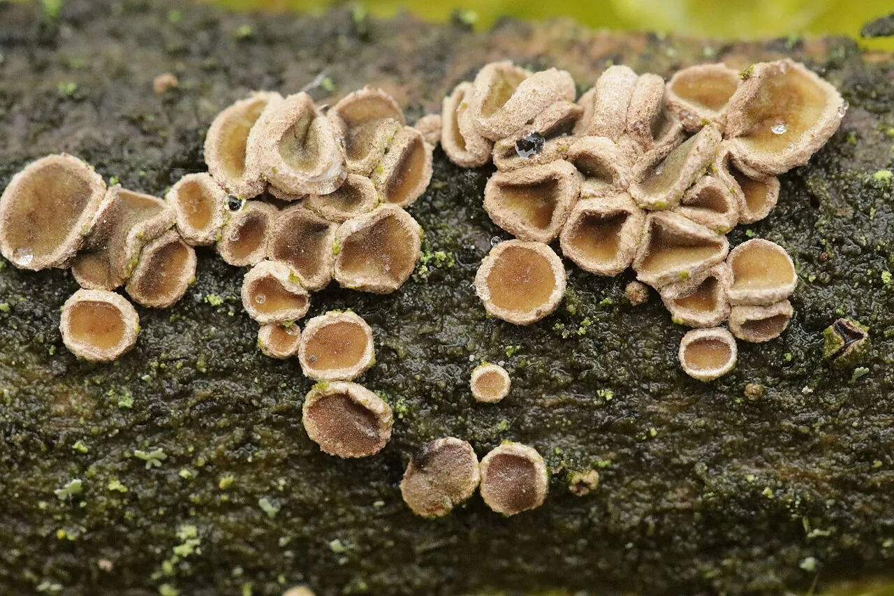 Velutarina rufo-olivacea (Velutarina rufo-olivacea) — photo mycologique