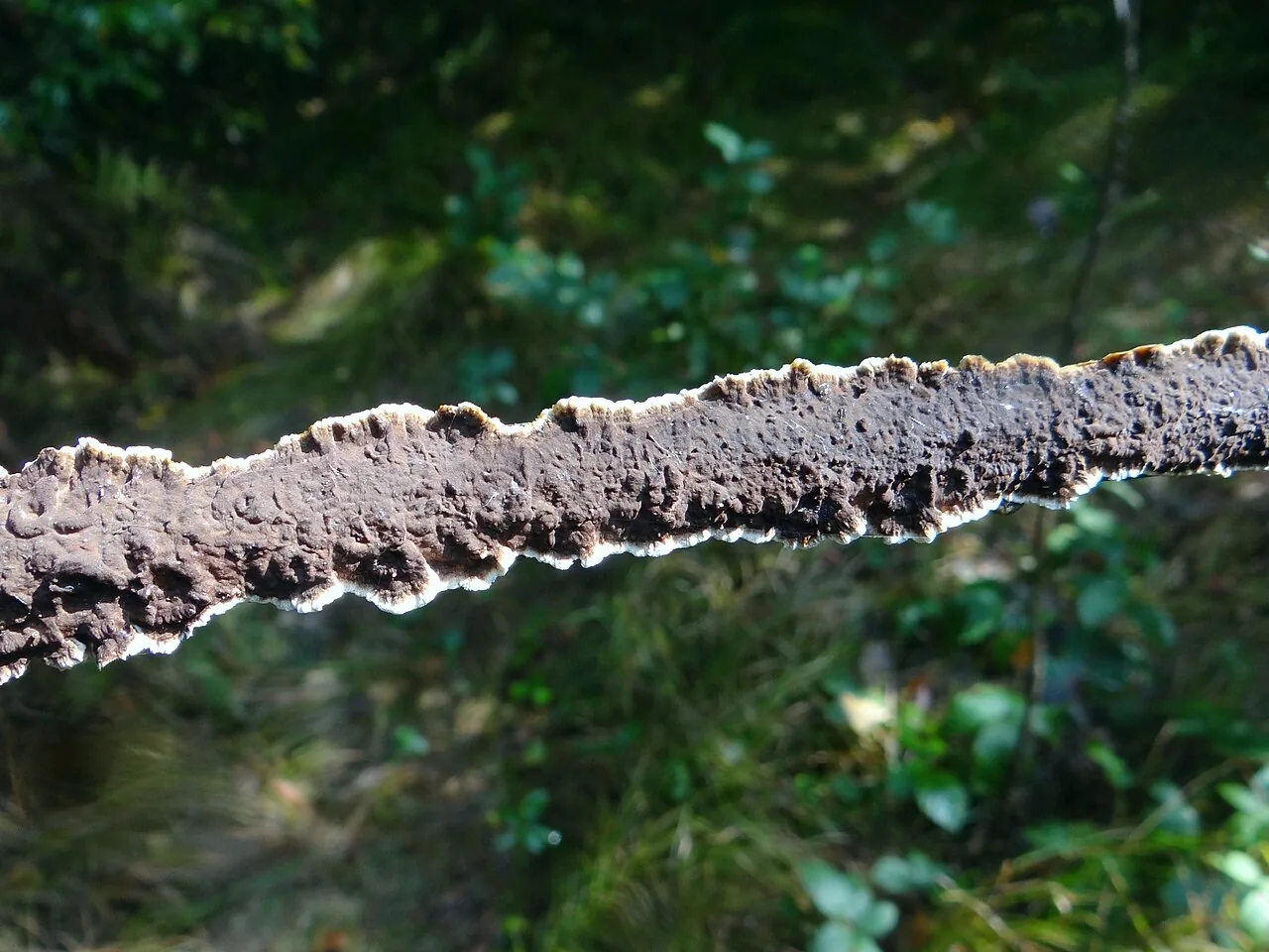 Veluticeps abietina (Veluticeps abietina) — photo mycologique