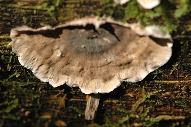 Veluticeps fimbriata (Veluticeps fimbriata) — photo mycologique