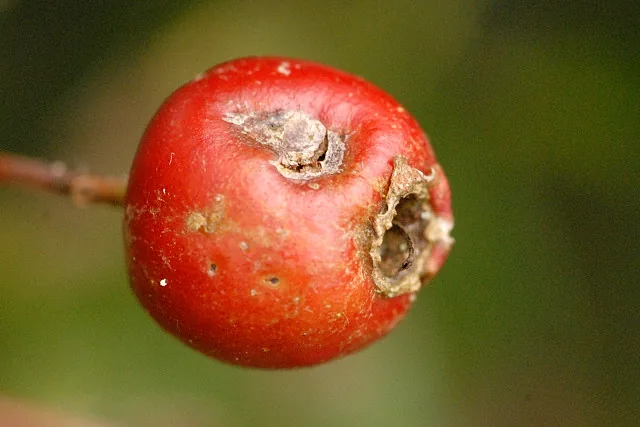 Venturia caesiae (Venturia caesiae) — photo mycologique