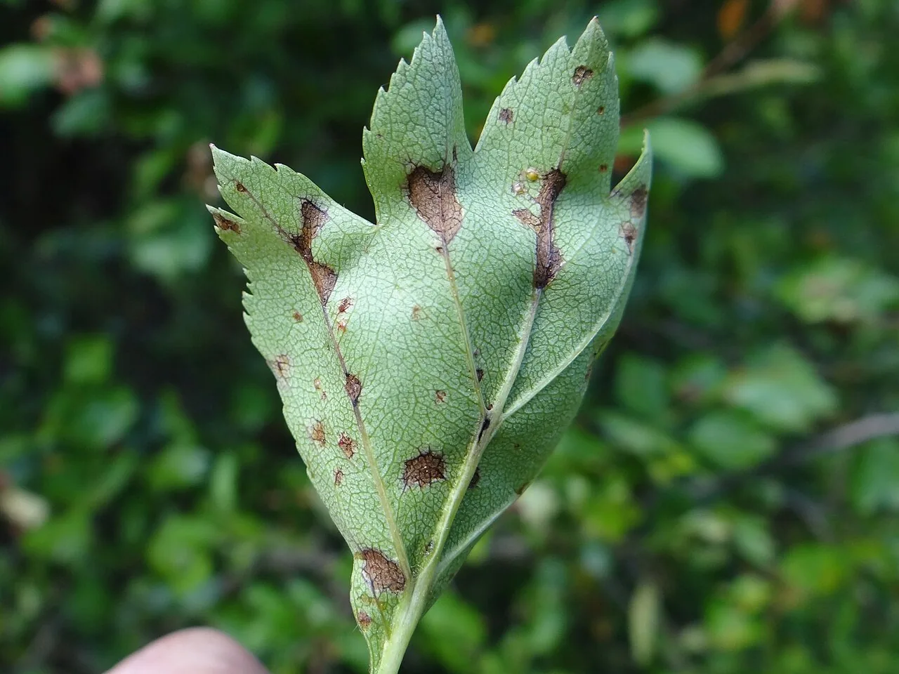Venturia crataegi (Venturia crataegi) — photo mycologique