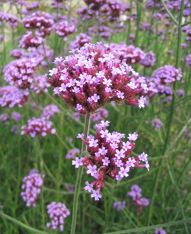 Verveine de Buenos Aires (Verbena) — photo botanique