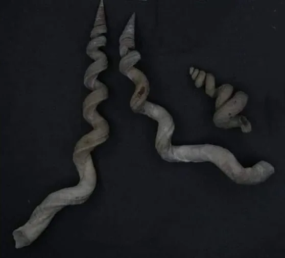 Vermicularia affinis (Vermicularia affinis) — photo mycologique