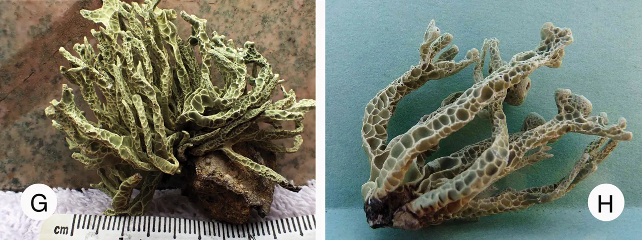 Vermilacinia reticulata (Vermilacinia reticulata) — photo mycologique