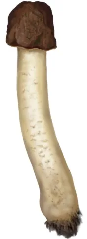 Verpa agaricoides (Verpa agaricoides) — photo mycologique