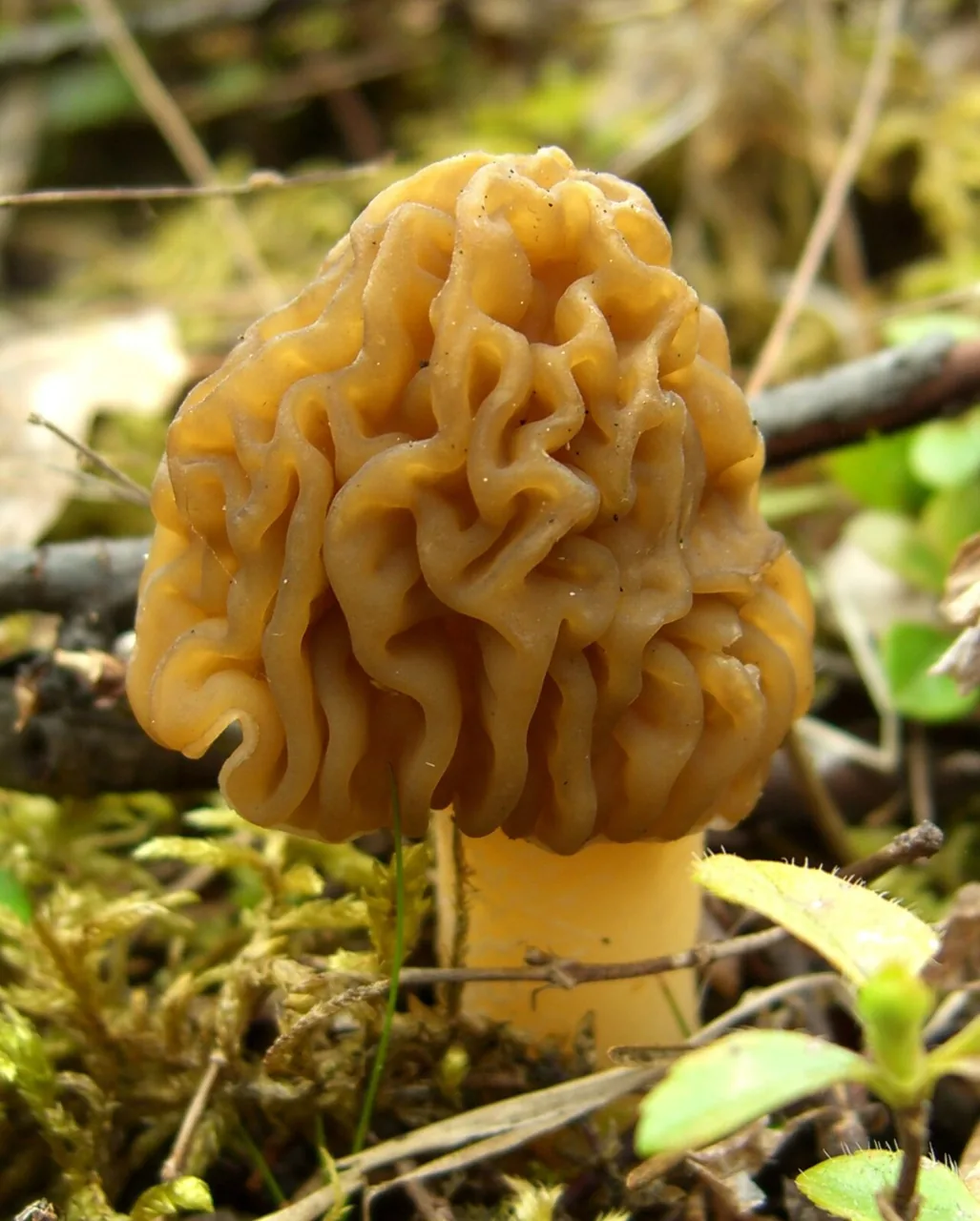 Verpa bohemica (Verpa bohemica) — photo mycologique