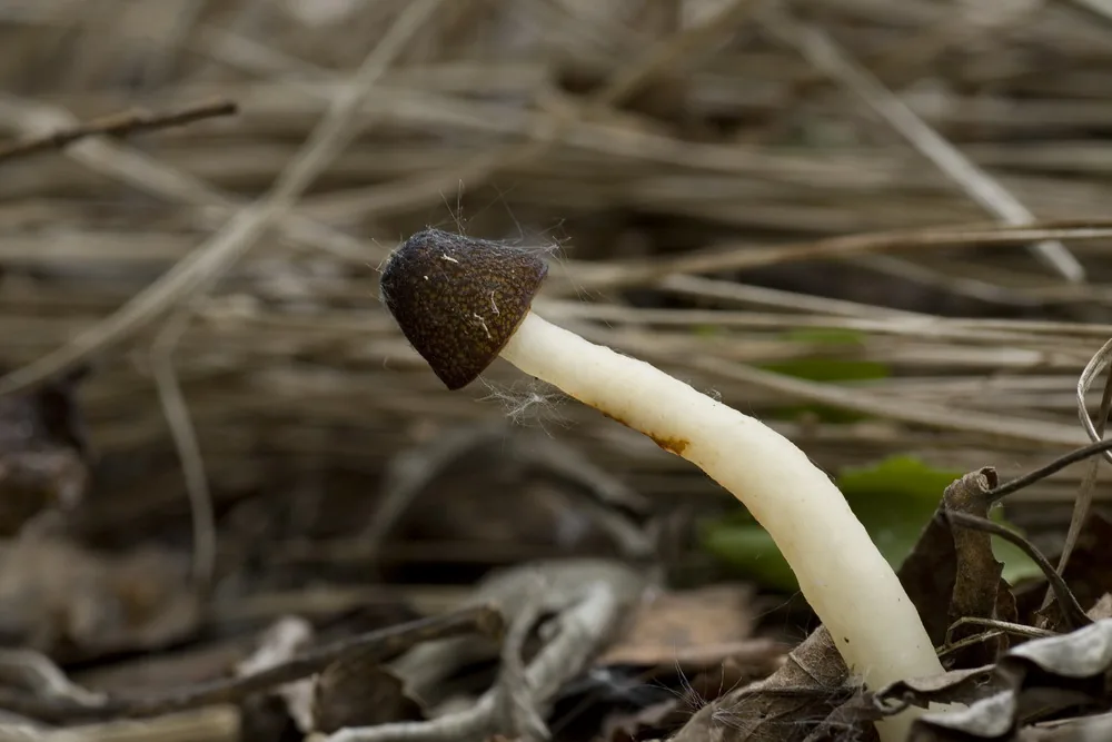 Verpa digitaliformis (Verpa digitaliformis) — photo mycologique