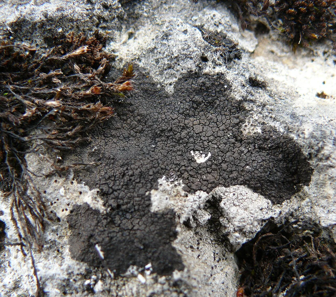 Verrucaria andesiatica (Verrucaria andesiatica) — photo mycologique