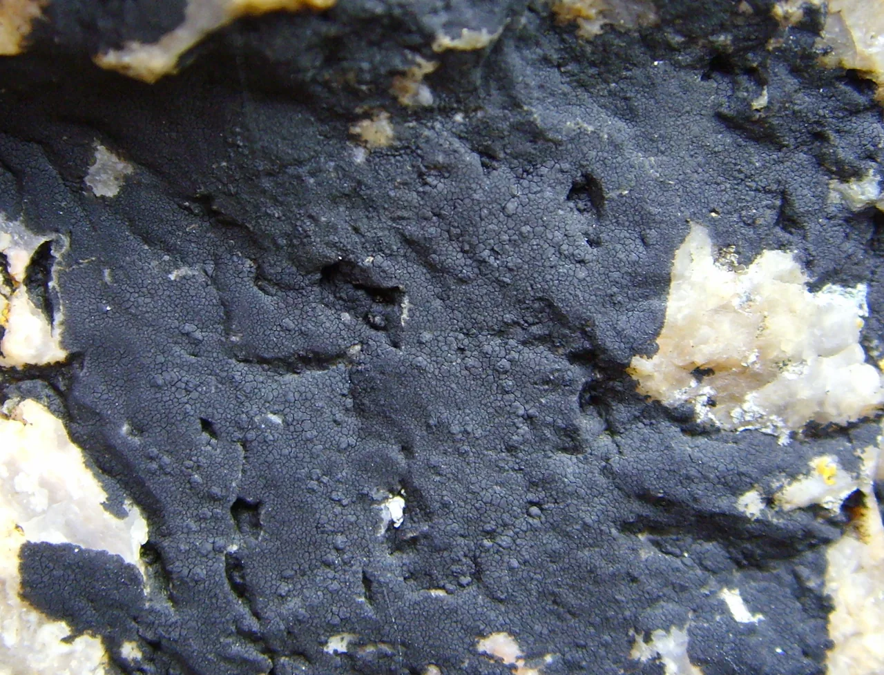 Verrucaria bryoctona (Verrucaria bryoctona) — photo mycologique