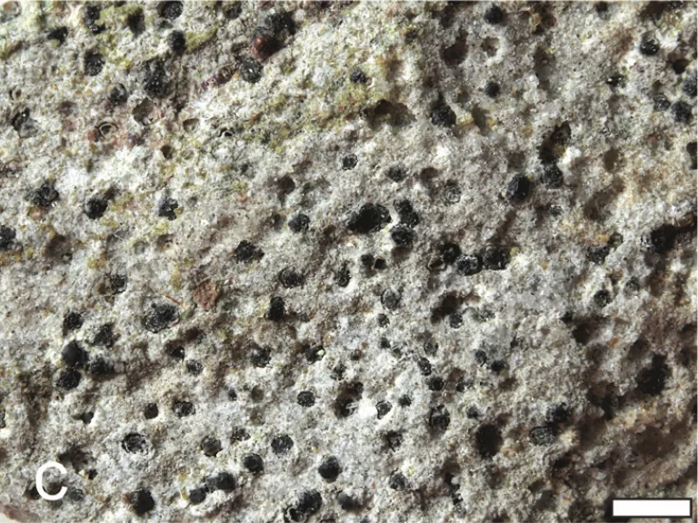 Verrucaria difficilis (Verrucaria difficilis) — photo mycologique