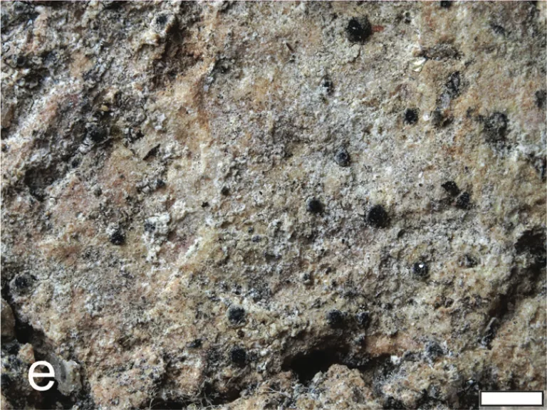 Verrucaria kuusamoensis (Verrucaria kuusamoensis) — photo mycologique