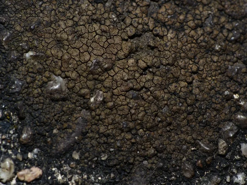 Verrucaria macrostoma (Verrucaria macrostoma) — photo mycologique