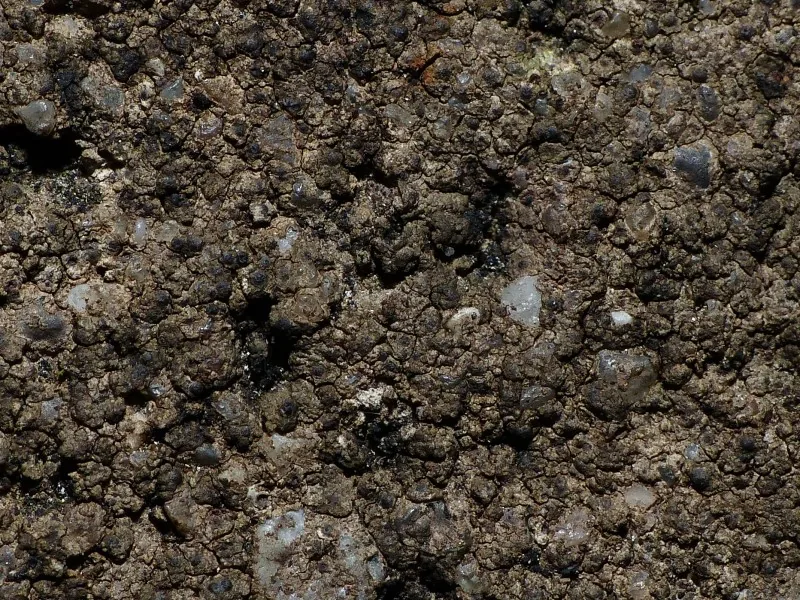 Verrucaria ochrostoma (Verrucaria ochrostoma) — photo mycologique