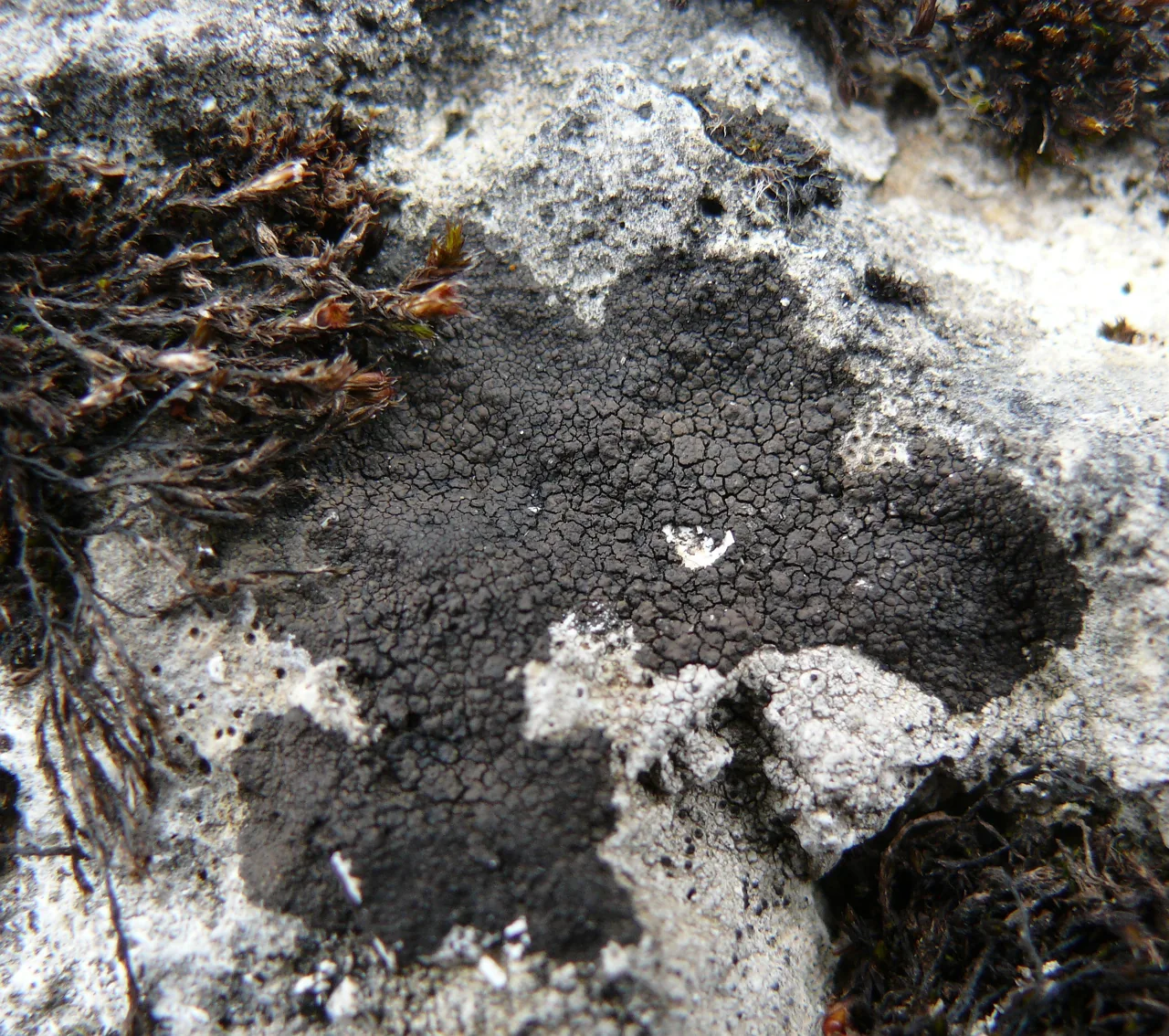 Verrucaria trabalis (Verrucaria trabalis) — photo mycologique