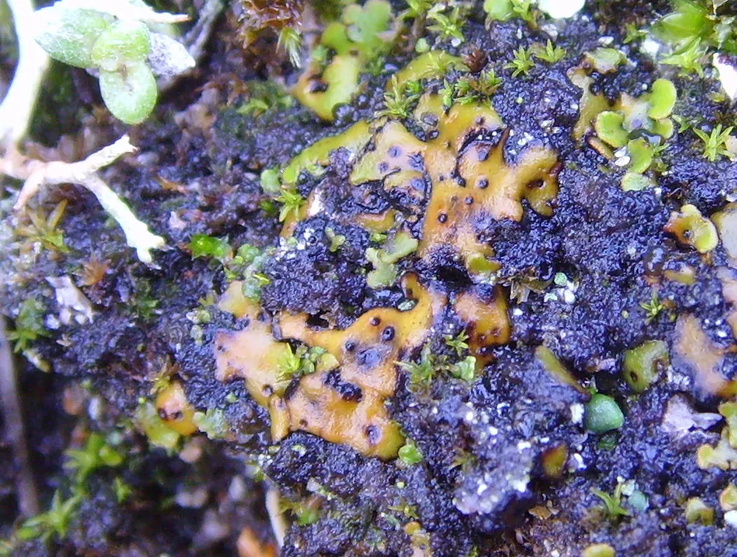 Verrucariopsis suaedae (Verrucariopsis suaedae) — photo mycologique