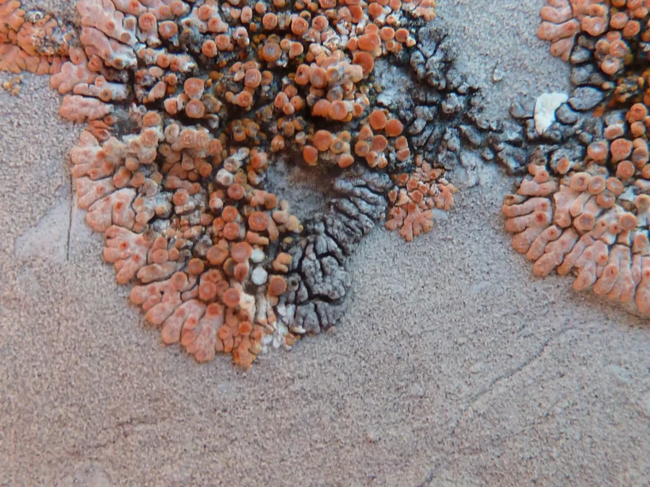Verrucula navasianaria (Verrucula navasianaria) — photo mycologique