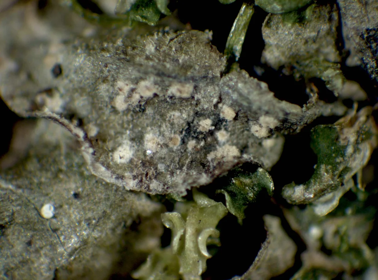 Vezdaea foliicola (Vezdaea foliicola) — photo mycologique