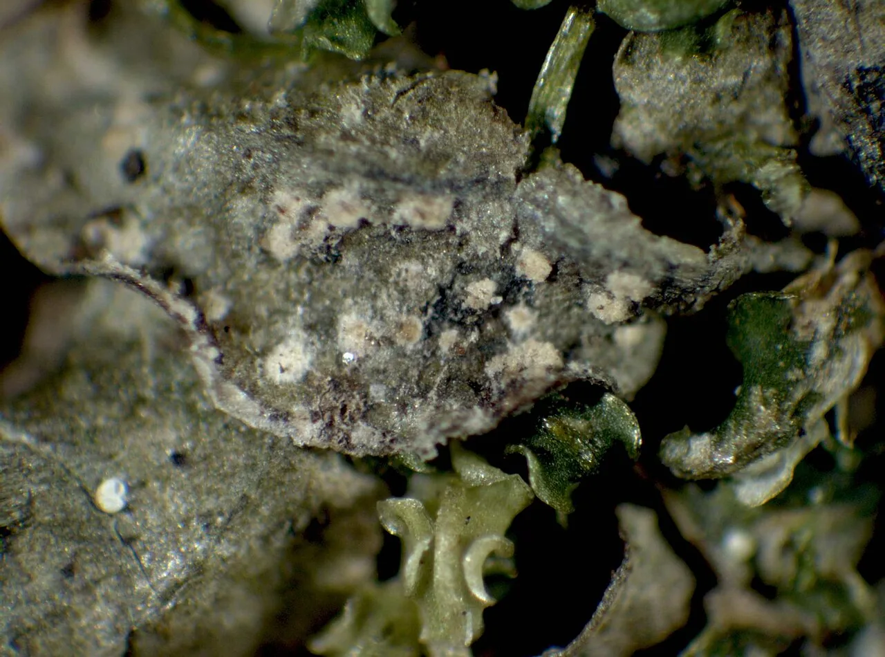 Vezdaea rheocarpa (Vezdaea rheocarpa) — photo mycologique