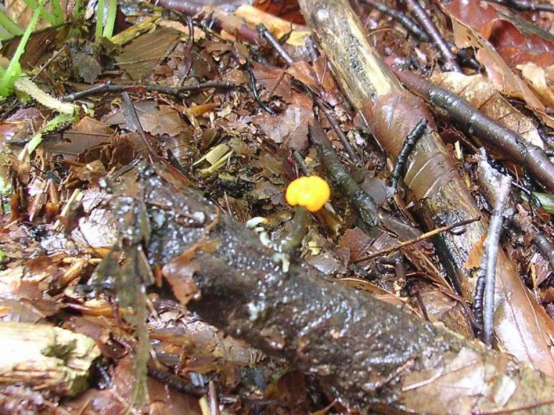 Vibrissea truncorum (Vibrissea truncorum) — photo mycologique