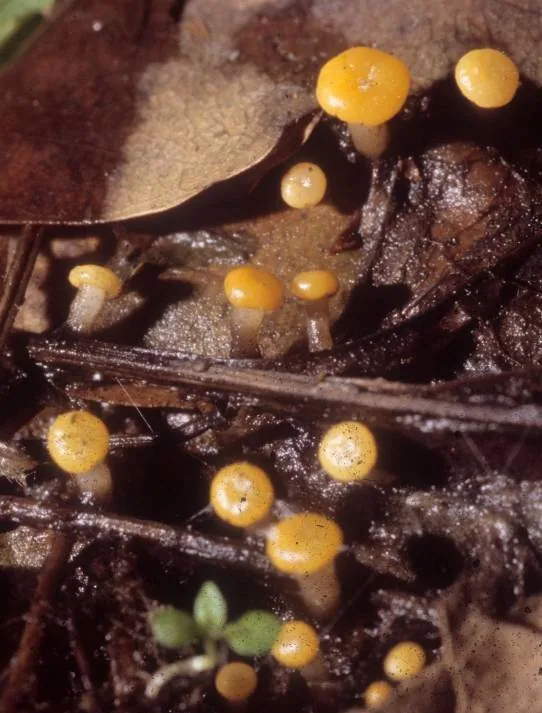 Vibrissea vibrisseoides (Vibrissea vibrisseoides) — photo mycologique