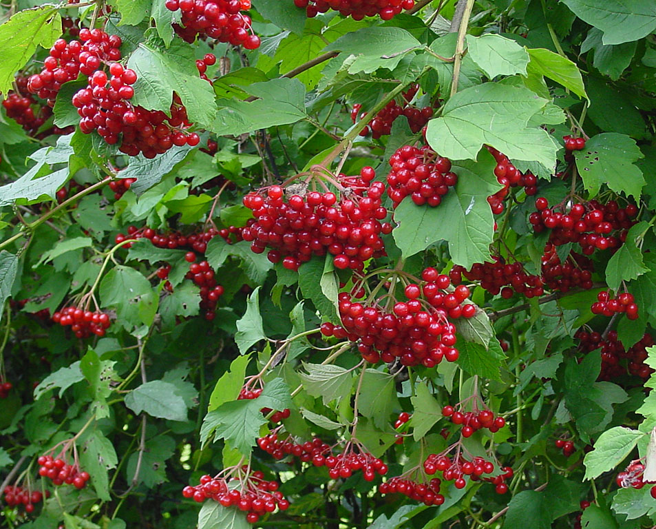 Viorne (Viburnum) — photo botanique