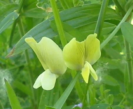 Vesce (Vicia) — photo botanique
