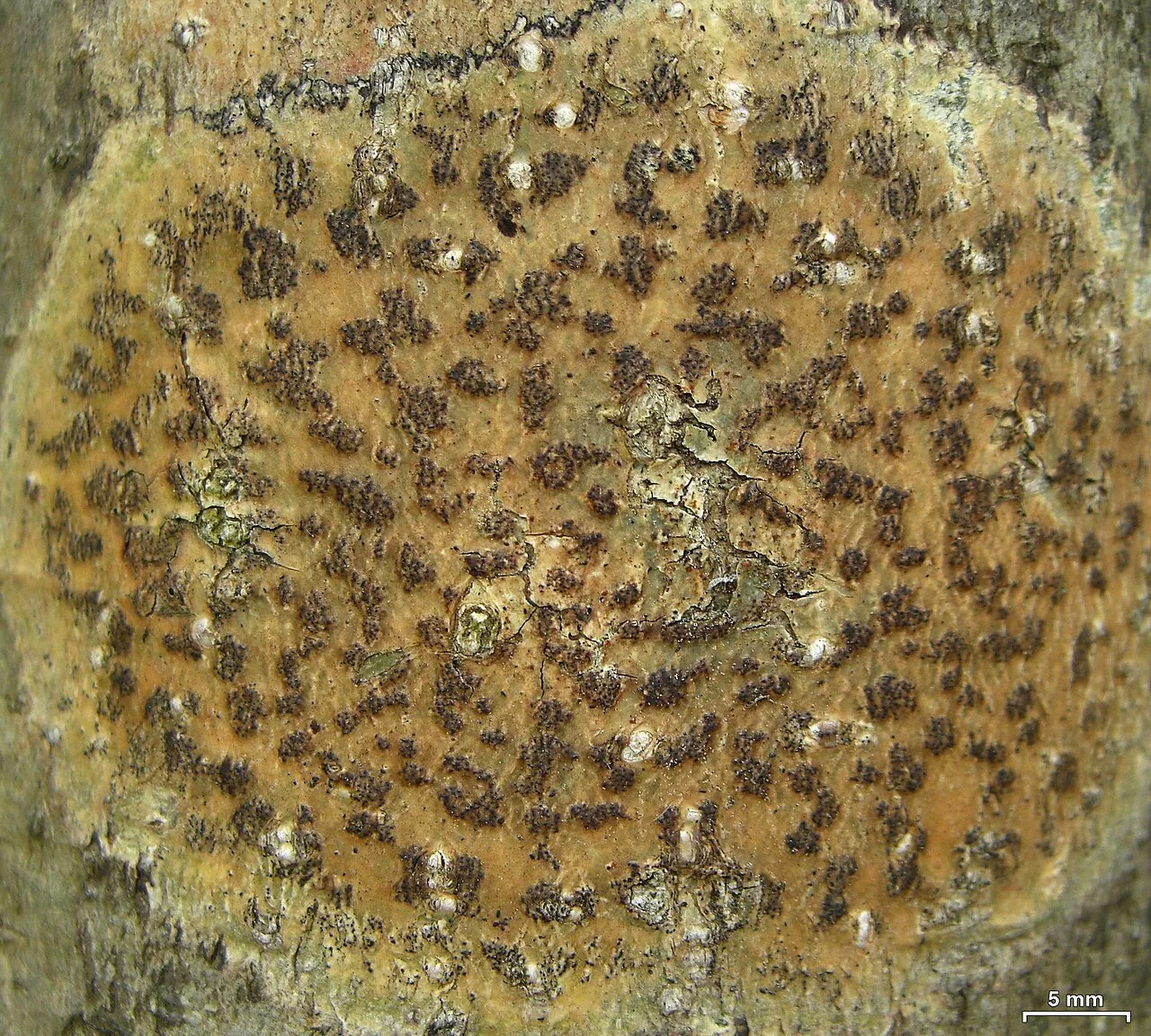 Viridothelium indutum (Viridothelium indutum) — photo mycologique