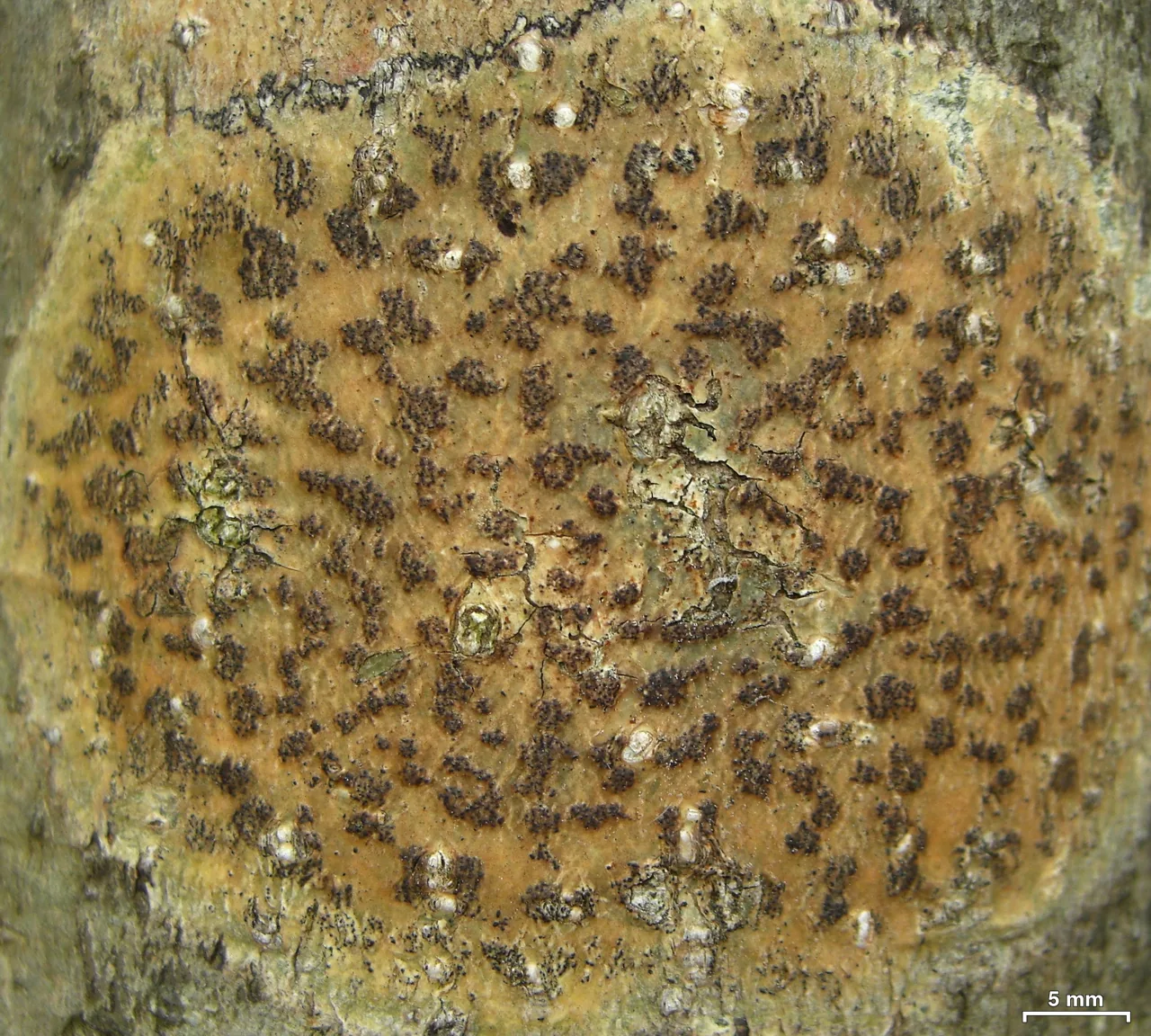 Viridothelium megaspermum (Viridothelium megaspermum) — photo mycologique