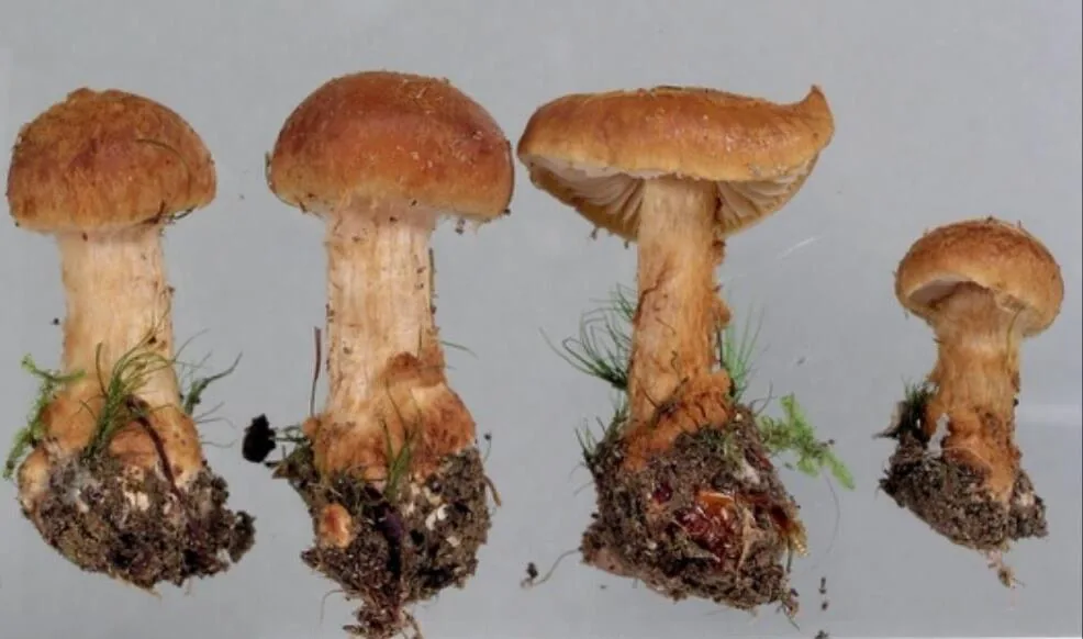 Volvanarius coleopus (Volvanarius coleopus) — photo mycologique