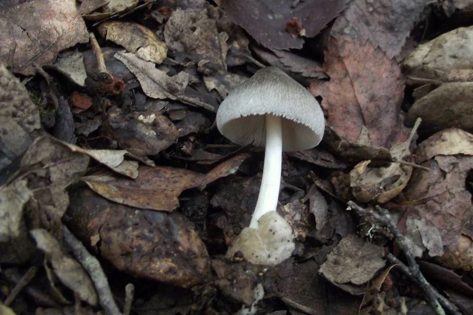 Volvariella caesiotincta (Volvariella caesiotincta) — photo mycologique