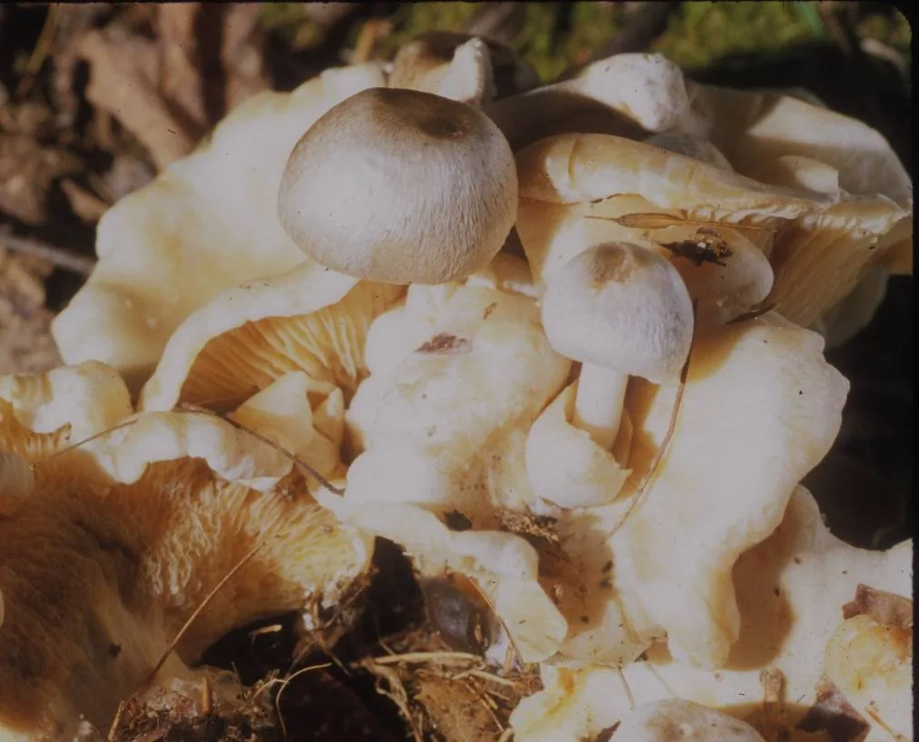 Volvariella surrecta (Volvariella surrecta) — photo mycologique