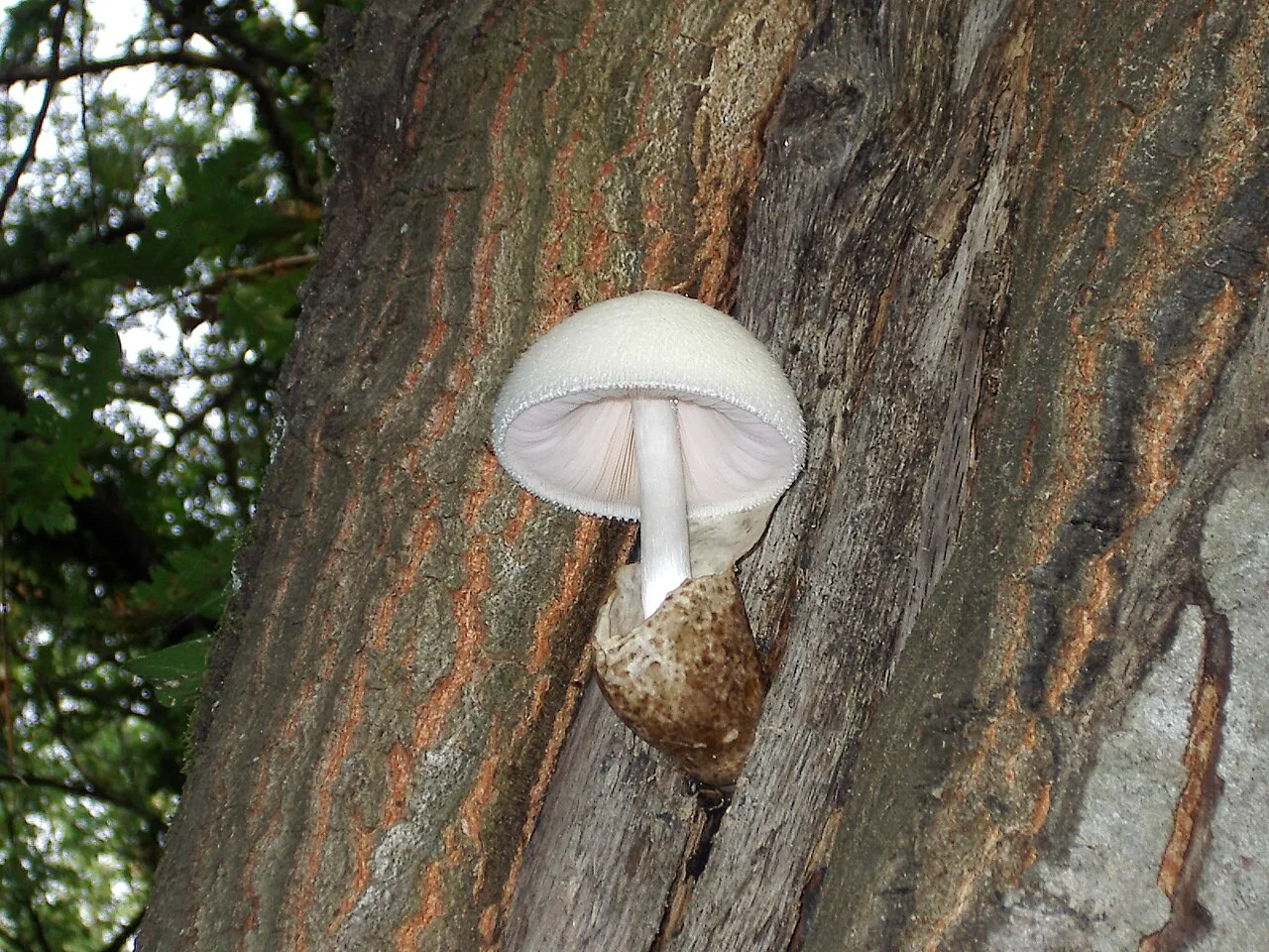 Volvariella villosovolva (Volvariella villosovolva) — photo mycologique