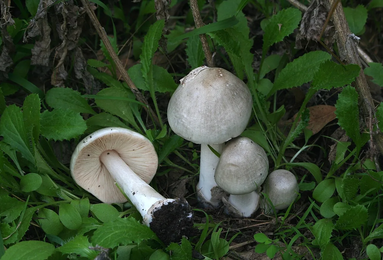 Volvopluteus gloiocephalus (Volvopluteus gloiocephalus) — photo mycologique