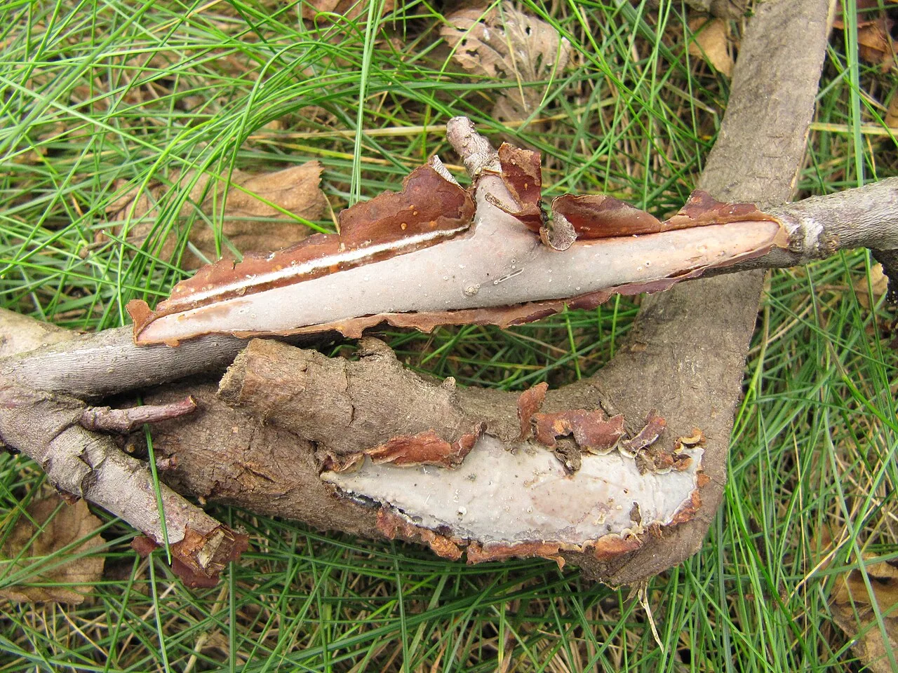Vuilleminia alni (Vuilleminia alni) — photo mycologique