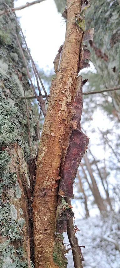 Vuilleminia coryli (Vuilleminia coryli) — photo mycologique