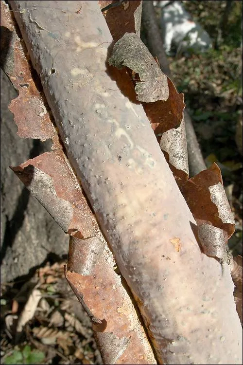 Vuilleminia macrospora (Vuilleminia macrospora) — photo mycologique